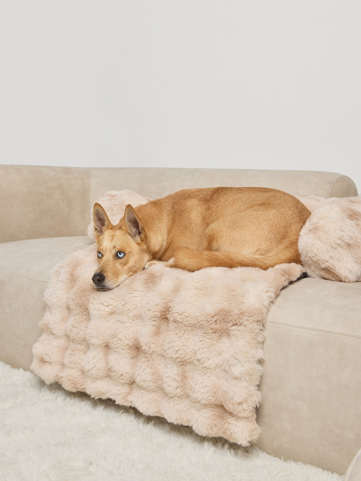 Dream Cloud Pet Sofa Bed