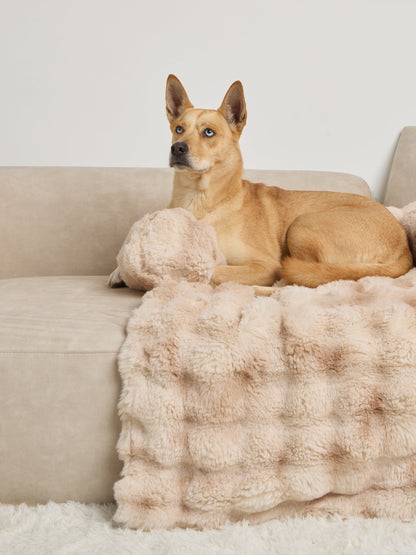 Dream Cloud Pet Sofa Bed