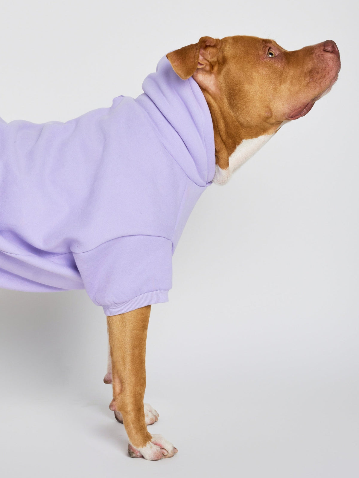 Pastel Paw Hoodie