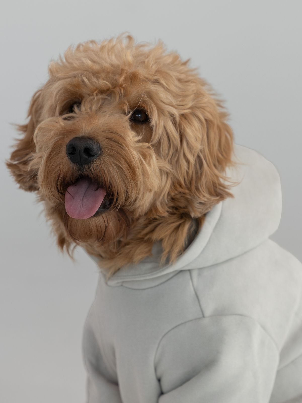 Tranquil Paw Hoodie